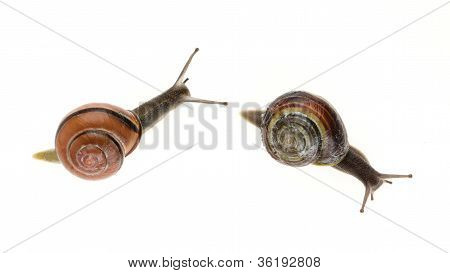 Two Garden Snails (helix Aspersa)