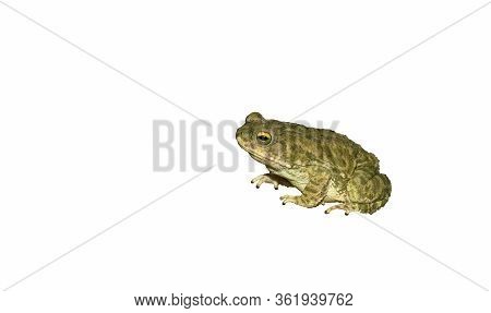 Close Up Of A Common Toad On A White Background.side View.
