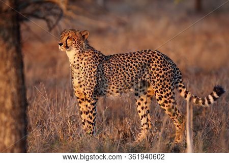 The Cheetah (acinonyx Jubatus) Walking Through The Grass At Sunset Among Trees. African Cat In The E