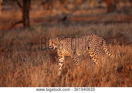 The Cheetah (acinonyx Jubatus) Walking Through The Grass At Sunset Among Trees. African Cat In The E