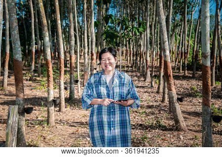 Smart Farmer Agriculturist Rubber Tree Plantation