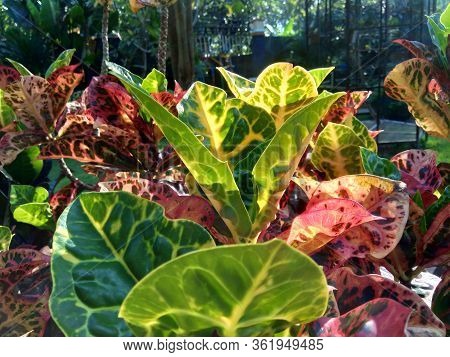 Codiaeum Variegatum (croton, Variegated Laurel, Garden Croton, Orange Jessamine) With Natural Backgr