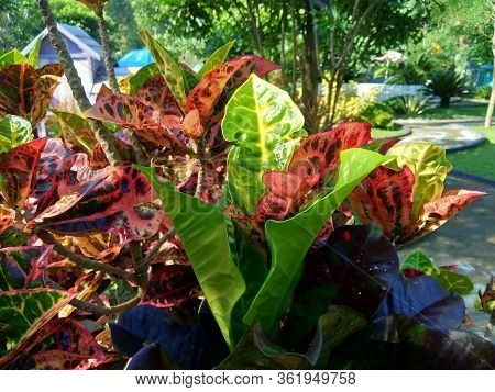 Codiaeum Variegatum (croton, Variegated Laurel, Garden Croton, Orange Jessamine) With Natural Backgr