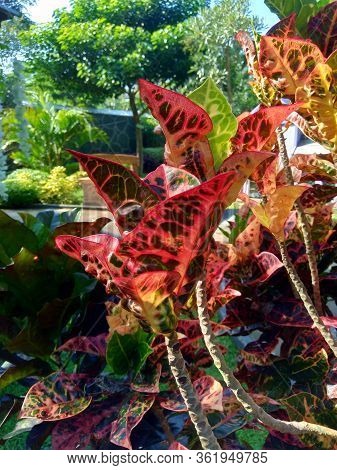 Codiaeum Variegatum (croton, Variegated Laurel, Garden Croton, Orange Jessamine) With Natural Backgr