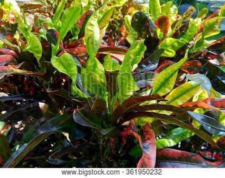 Codiaeum Variegatum (croton, Variegated Laurel, Garden Croton, Orange Jessamine) With Natural Backgr
