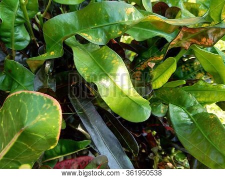 Codiaeum Variegatum (croton, Variegated Laurel, Garden Croton, Orange Jessamine) With Natural Backgr
