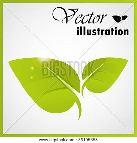 Green leaf isolé on white