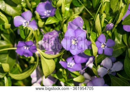 Periwinkle Vinca Minor Flowers Growing In The Meadow In Poland.