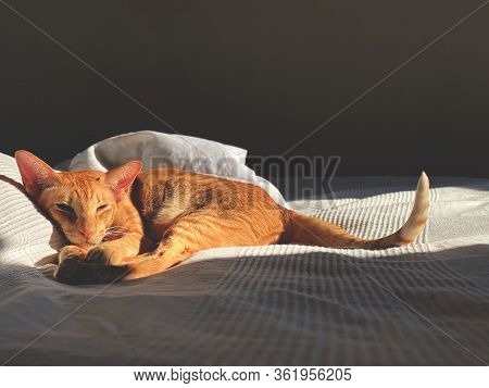 Sleeping Cat Is Laying Ob The Bed