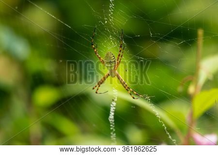 Wasp Spider On The Web
