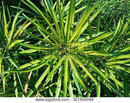 Osmoxylon Lineare (ararea) Flower With Natural Background