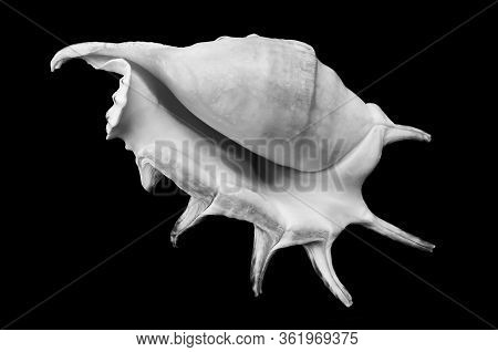 Decorative Black And White Shell Isolated On Black Background