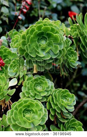 Aenium plantes