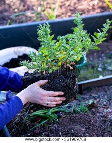 Repotting Mature Petunia Plant In Spring Garden