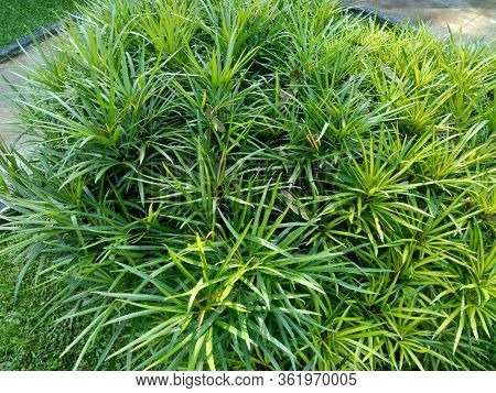 Osmoxylon Lineare (ararea) Flower With Natural Background