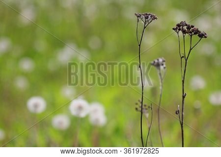 A Couple Of Dry Defoliated Plants From Sunflower Family (asteraceae Or Compositae) On A Greenish-bro
