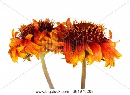 Beautiful Bright Red Flower Gaillardia Coahuilensis, Family Asteraceae