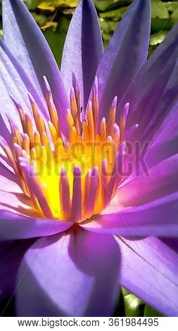 Purple Lilies Are Blooming In A Pond. Blooming Lotus Flower In Summer Pond With Green Leaves As Back