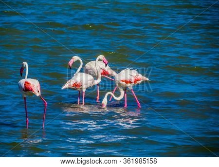 Flamingos In Costa Rei, Sardinia, Southern Italy