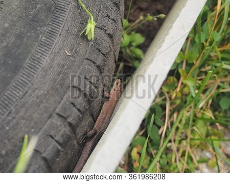 A Small Gray Lizard Hides In A Crack. Wild Animal.