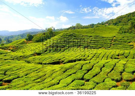 Cameron Highlands