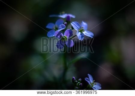 Spring Blue And Purple Blossom Macro Nature Early Bloomers