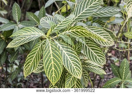 Beautiful Green Striped Plant With Long Leaves In Perdana Botanical Gardens In Kuala Lumpur Malaysia