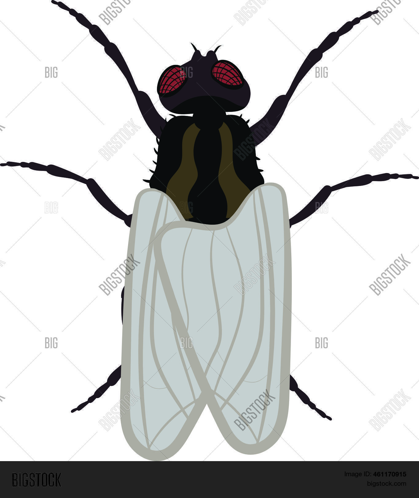 Common Housefly Fly Vector & Photo (Free Trial) | Bigstock