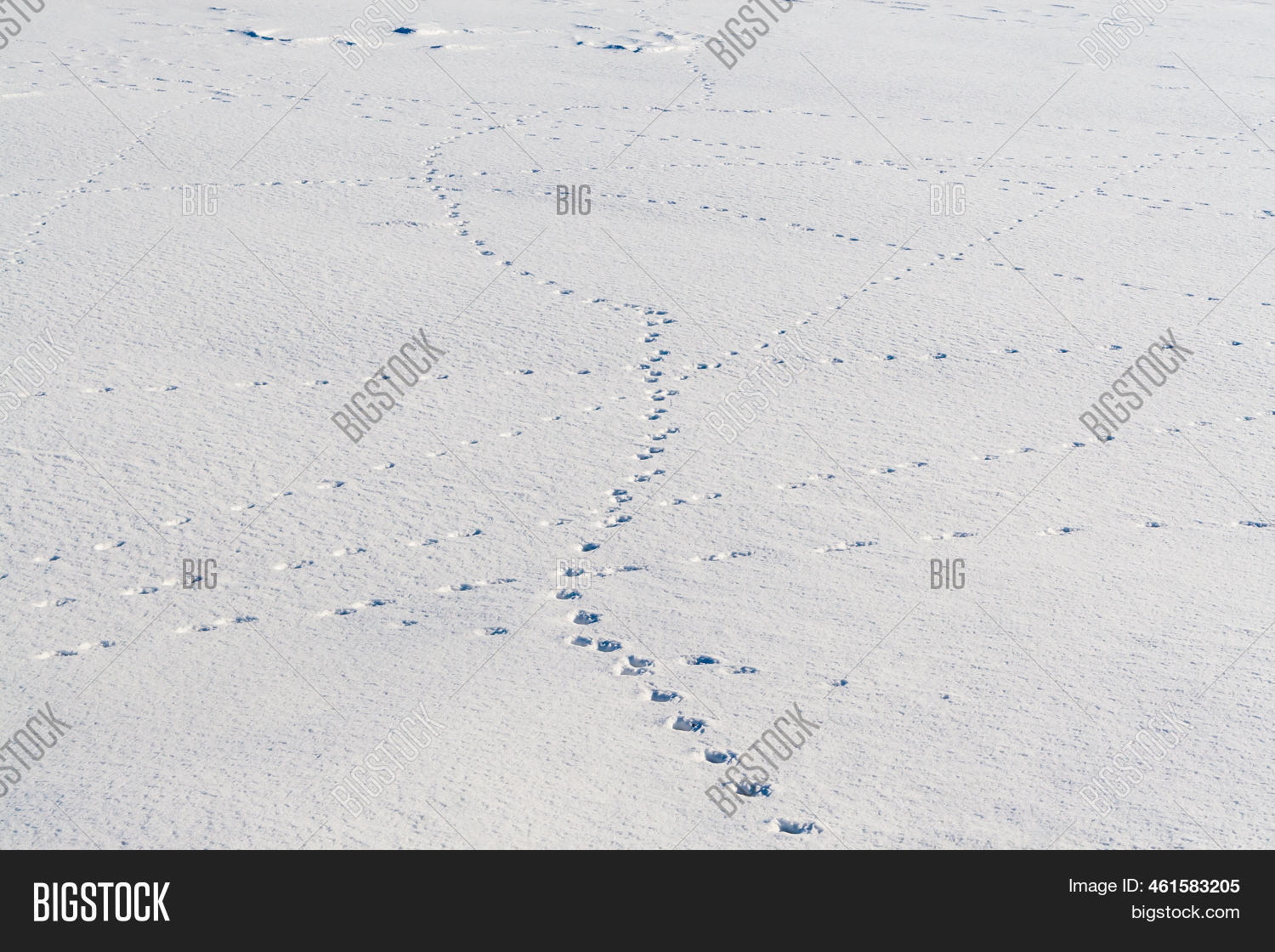 Animal Tracks Snow. Image & Photo (Free Trial) Bigstock