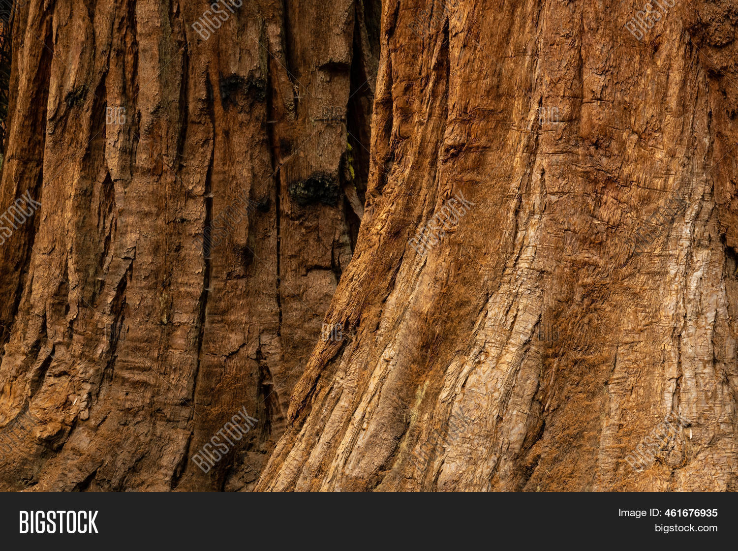 Spots Burn Marks Image & Photo (Free Trial) Bigstock