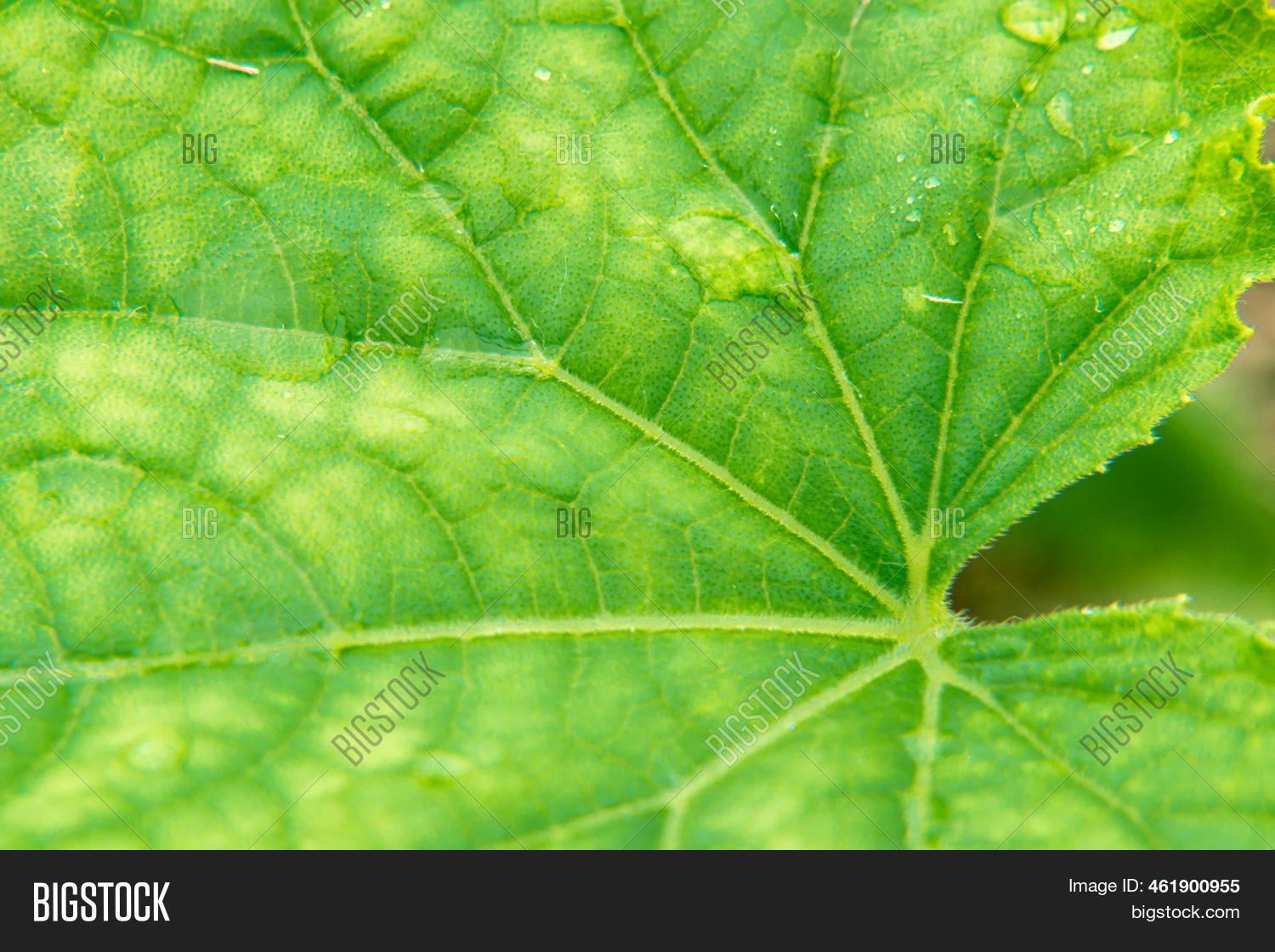 Yellow Spots On Leaves Image & Photo (Free Trial) Bigstock