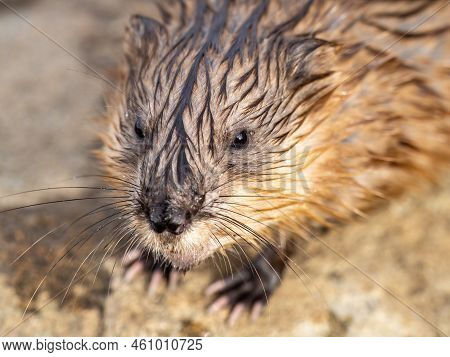 Portrait Of A Muskrat, Ondatra Zibethicus, Rodent Found In Wetlands