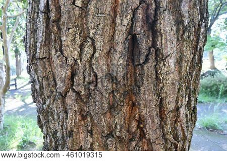 Quercus Serrata Tree. Fagaceae Deciduous Tree. The Flowering Season Is From April To May, And The Fr