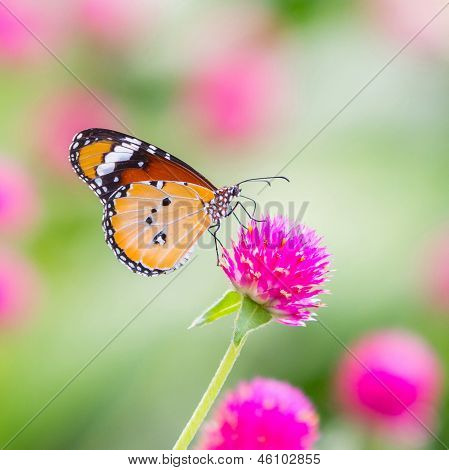 Plain Tiger Schmetterling