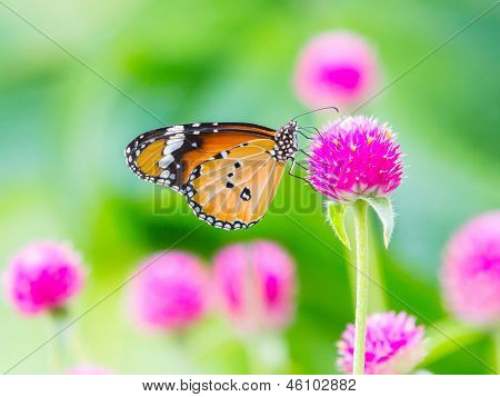 Plain Tiger Schmetterling