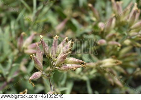Soapwort Max Frei Seed Pods In The Garden