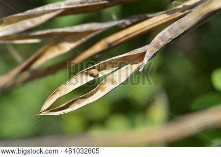 False Lupine Open Brown Seed Pod With Seeds