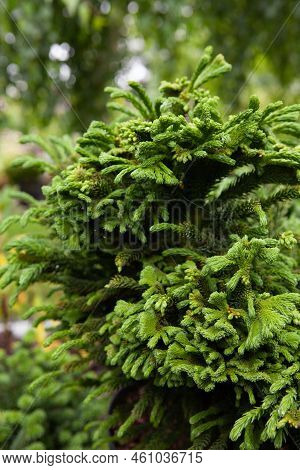 Cryptomeria Japonica Tomahawk Fresh Green In Color And Has A Compact Bush Growth. Combination Of Tai