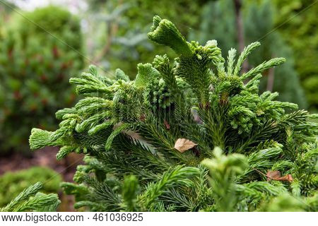 Close Up Photo Of Cryptomeria Japonica Tomahawk Fresh Green In Color And Has A Compact Bush Growth. 