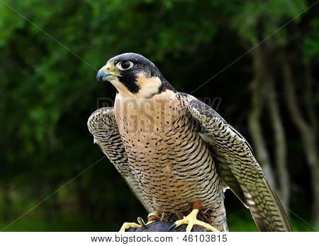 Vandrefalk (Falco peregrinus)