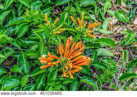 Orange Flamevine Flowers Among Green Foliage, Close-up. Exotic Floral Background. Flora Of The Canar