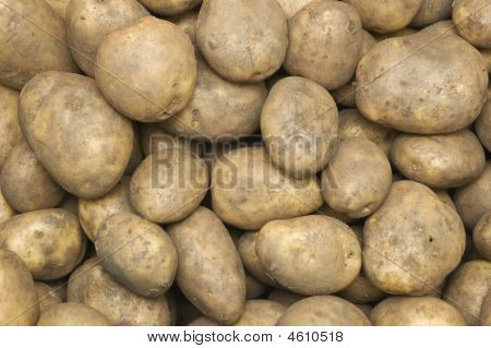 Massor av färsk potatis