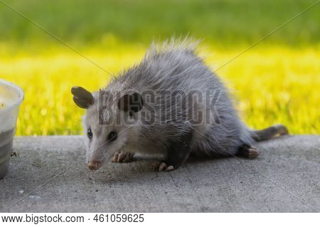 The Virginia Opossum (didelphis Virginiana). This Year\'s Older Cub Came To Drink At The Human Dwell