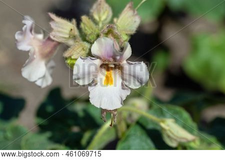 Louisiana Gemshorn, Proboscidea Louisianica