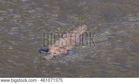 Overhead Shot Of A Platypus Swimming And Approaching In The Mersey River Of Tasmania