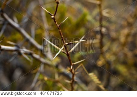 Bare Thorns Cover A Desert Bush In Big Bend National Park