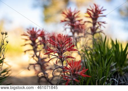 Vibrant Red Paintbrush Flowers In Morning Shade In Mesa Verde National Park