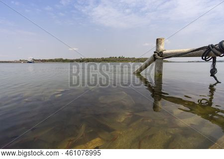 Man Made Reservoir Environmental Conservation Helping Native Species To Recover By Planting Native P