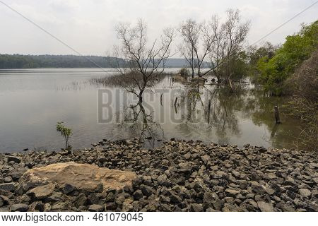 Man Made Reservoir Environmental Conservation Helping Native Species To Recover By Planting Native P