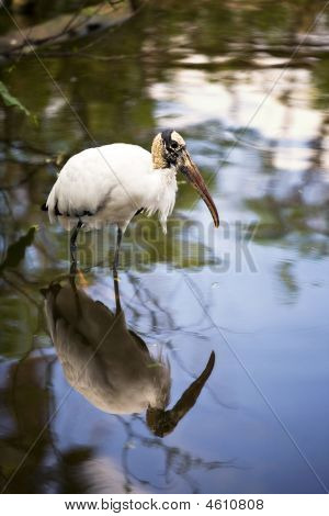 Dubbele Woodstorks